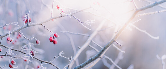 Winter panorama with red berries, snow and frost on a light background for decorative design