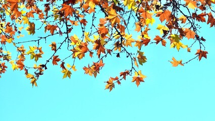 Fototapeta na wymiar Colorful autumn maple leaves on blue sky background. Golden autumn. Abstract photo.