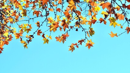 Colorful autumn maple leaves on blue sky background. Golden autumn. Abstract photo.