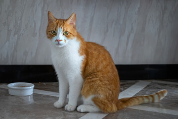 Red domestic cat at the bowl waiting for food.