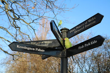 Psittacula krameri in Hyde Park in London, United Kingdom