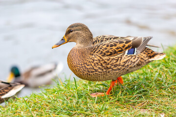 Fototapeta premium Duck on the river bank