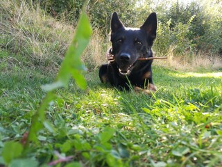 Dog with stick