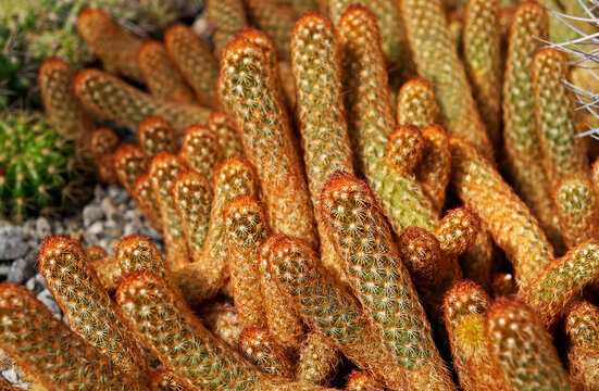 Gold Lace Cactus" Images  Browse 162 Stock Photos, Vectors, and Video |  Adobe Stock