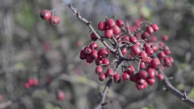 Close up of red hawthorn berries at autumn-time.