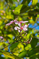 Shrub Vinca or Pink Gardenia (Kopsia fruticosa) 