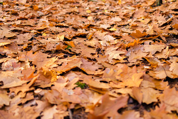Fototapeta opadłe liście dębu jesienią pożółkłe obraz