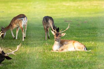 Herd of deer resting on the grass-covered meadow