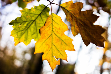 liście klonu na gałęzi