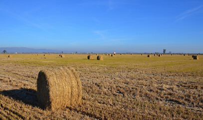 Campo de trigo en el delta del Ebro en la comarca catalana del Montsia, España