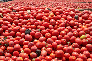 Tomatoes background. Group of fresh harvested tomatoes.