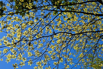 Cannonball tree (Couroupita guianensis) on tropical rainforest