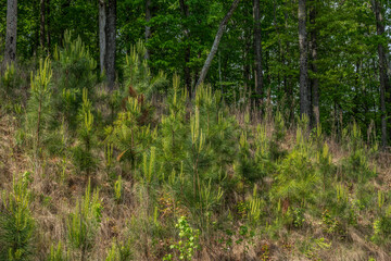 New pine tree seedlings