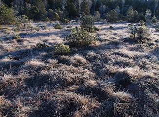 Murnauer Moos mit Raureif