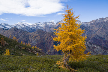 Small yellow larch in autumn with mountains background