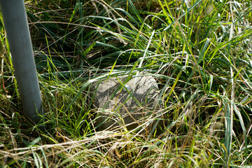 bird in the grass