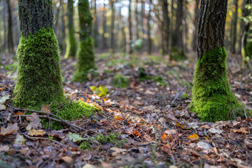 pnie zarośnięte mchem © rpetryk