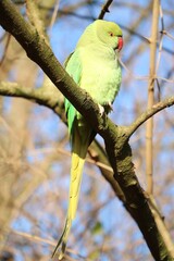 Psittacula krameri sitting in the tree in Hyde Park in London, United Kingdom