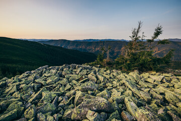 A herd of sheep standing on top of a rocky mountain