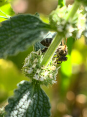 abeja recolectando polen en flor de menta