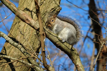 Gray squirrel in Hyde Park London, United Kingdom