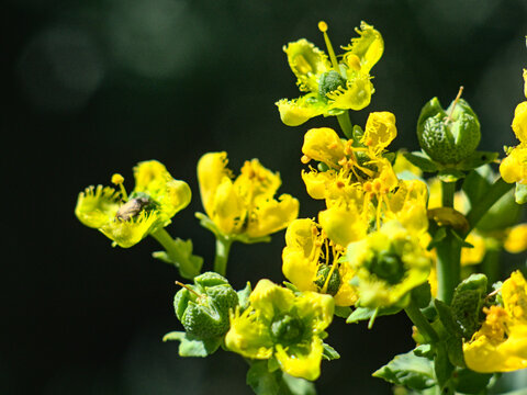 flor ruda o ruta amarilla hierba