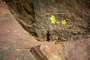 Flower from stone