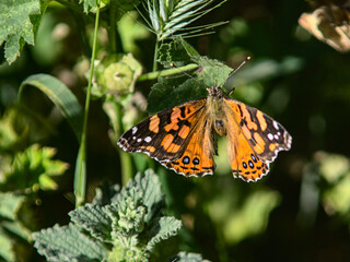 mariposa colorada, Vanessa carye