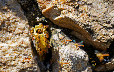 Little bees (Tetragonisca angustula) guarding the nest-entrance 