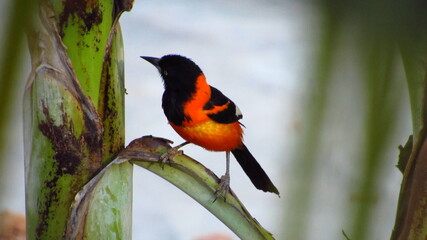 Icterus jamacaii