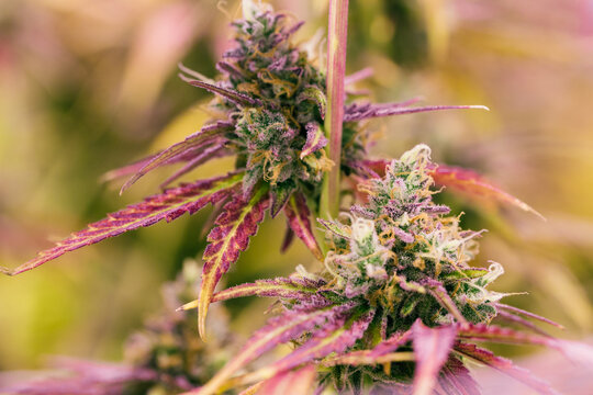 Cannabis Grow