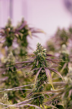 Cannabis Grow