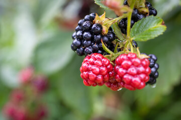 jeżyny czerwone i czarne 