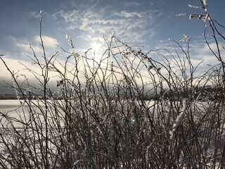 frozen branch tree
