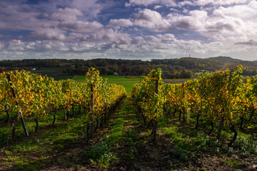 Fototapeta na wymiar Idyllic view of vineyards in Maastricht changing colours in Autumn with an amazing view over the valley and the forest of the opposite Sint Pietersberg (English: Saint Pietershill) with a dramatic sky