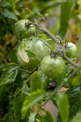 pomidory zielone na gałęzi