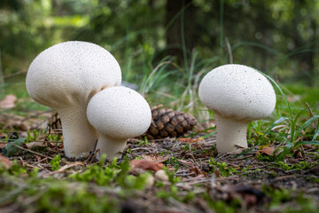 purchawki grzyby jesienią