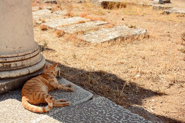 Kot w greckich ruinach
