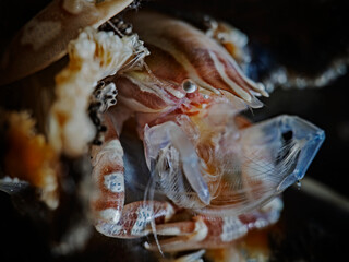 Haig`s Porcelain Crab (Porcellanella haigae)