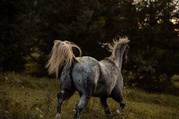 beautiful grey appaloosa horse running through green grass 