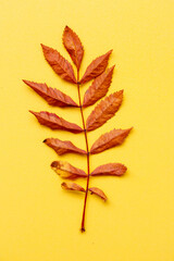 ash leaf on yellow background
