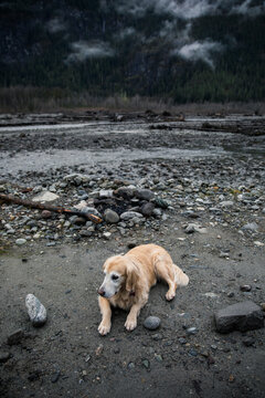 A golden retriever lying on the ground in a misty mountain valley