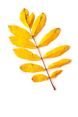 yellow ash leaf isolated on a white background