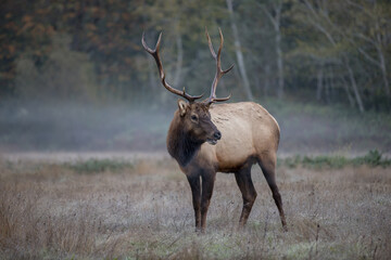 Elk Meadow, California