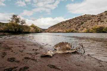 Skeleton of a dead sheep