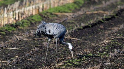 Common crane on a corn field // Kranich (Grus grus) auf einem Mais-Feld © bennytrapp