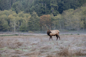 Elk Meadow, California
