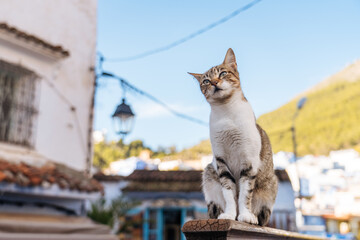 Tabby cat sitting on wooden railing on moroccan street