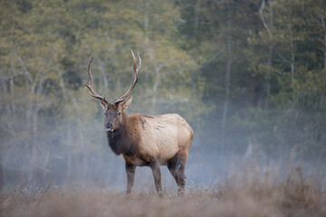 Elk Meadow, California