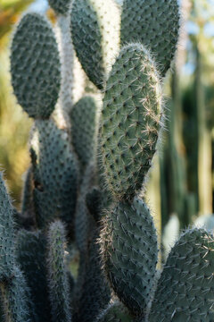 Flat prickly cactuses in sunlight